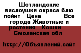 Шотландские вислоушки окраса блю пойнт › Цена ­ 4 000 - Все города Животные и растения » Кошки   . Смоленская обл.